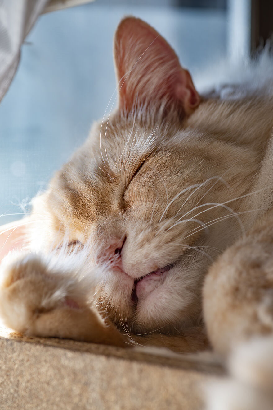 Life Had Treated This Cat Badly Until He Turned Up Outside My House 4 Years Ago And Now He's A Sweet And Loving Cat Life Had Treated This Cat Badly Until He Turned Up Outside My House 4 Years Ago And Now He's A Sweet And Loving Cat