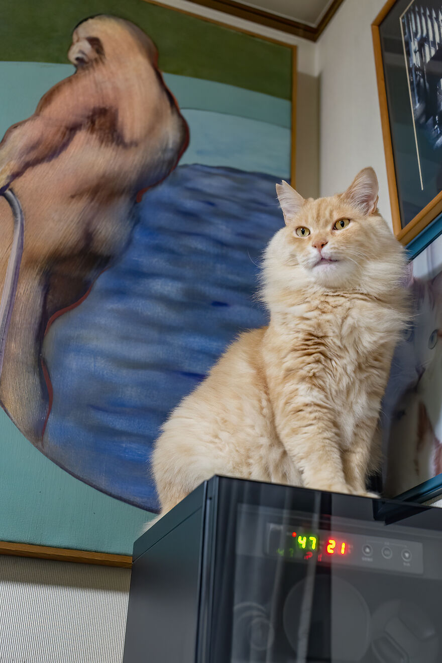 Life Had Treated This Cat Badly Until He Turned Up Outside My House 4 Years Ago And Now He's A Sweet And Loving Cat Life Had Treated This Cat Badly Until He Turned Up Outside My House 4 Years Ago And Now He's A Sweet And Loving Cat