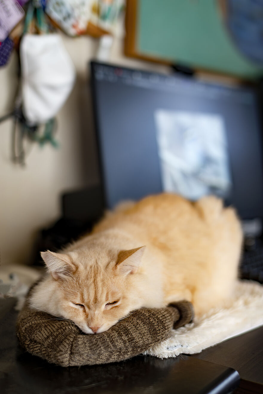 Life Had Treated This Cat Badly Until He Turned Up Outside My House 4 Years Ago And Now He's A Sweet And Loving Cat Life Had Treated This Cat Badly Until He Turned Up Outside My House 4 Years Ago And Now He's A Sweet And Loving Cat