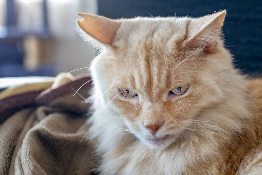 Life Had Treated This Cat Badly Until He Turned Up Outside My House 4 Years Ago And Now He's A Sweet And Loving Cat Life Had Treated This Cat Badly Until He Turned Up Outside My House 4 Years Ago And Now He's A Sweet And Loving Cat