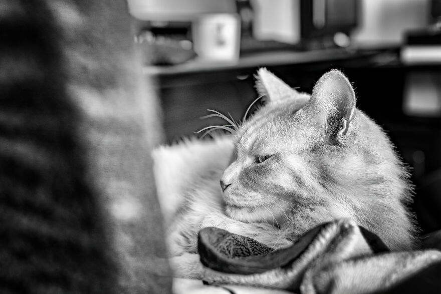 Life Had Treated This Cat Badly Until He Turned Up Outside My House 4 Years Ago And Now He's A Sweet And Loving Cat Life Had Treated This Cat Badly Until He Turned Up Outside My House 4 Years Ago And Now He's A Sweet And Loving Cat