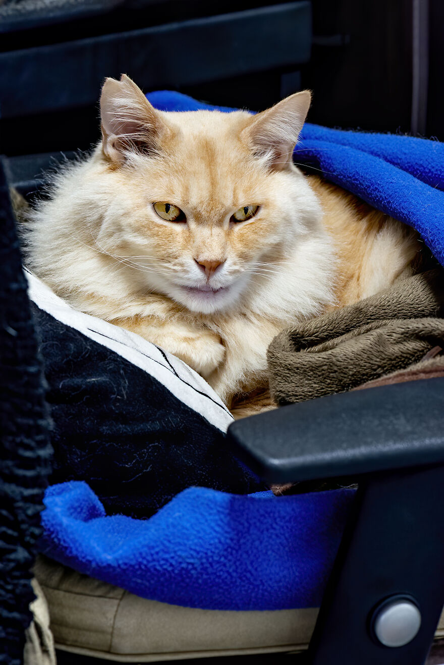 Life Had Treated This Cat Badly Until He Turned Up Outside My House 4 Years Ago And Now He's A Sweet And Loving Cat