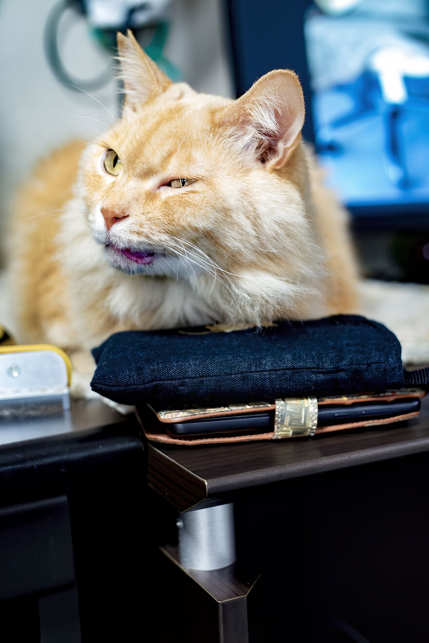 Life Had Treated This Cat Badly Until He Turned Up Outside My House 4 Years Ago And Now He's A Sweet And Loving Cat Life Had Treated This Cat Badly Until He Turned Up Outside My House 4 Years Ago And Now He's A Sweet And Loving Cat