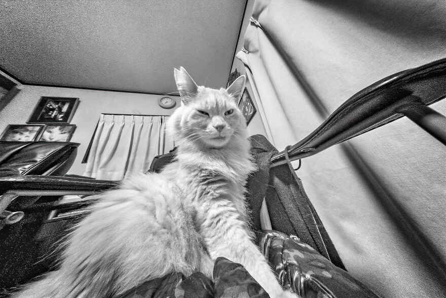 There Aren't Enough Black And White Photographs Of Cats, Nor Can There Be, So Here Are Mine