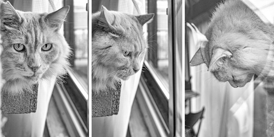 There Aren't Enough Black And White Photographs Of Cats, Nor Can There Be, So Here Are Mine