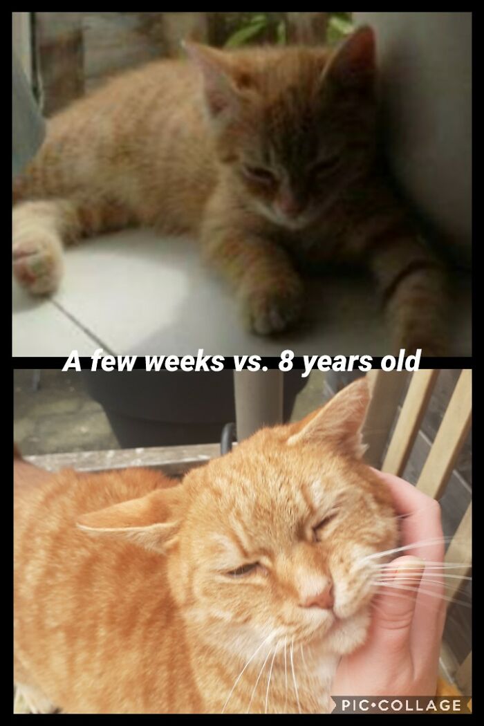 Joris Is Now Around Three Times Larger Then He Was As A Kitten!