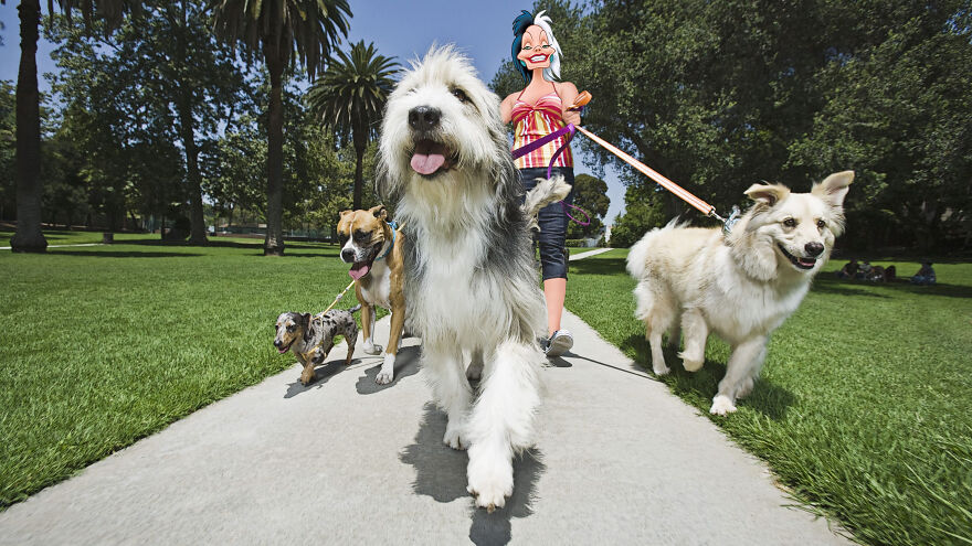 How Many Walks You Had With Your Dog?