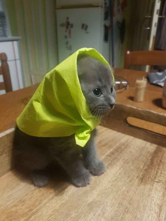 My Mom Made A Napkin Hat For A Smol Kitty