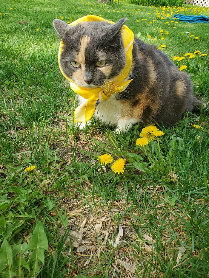 Someone Has To Take Care Of This Dandelion Problem