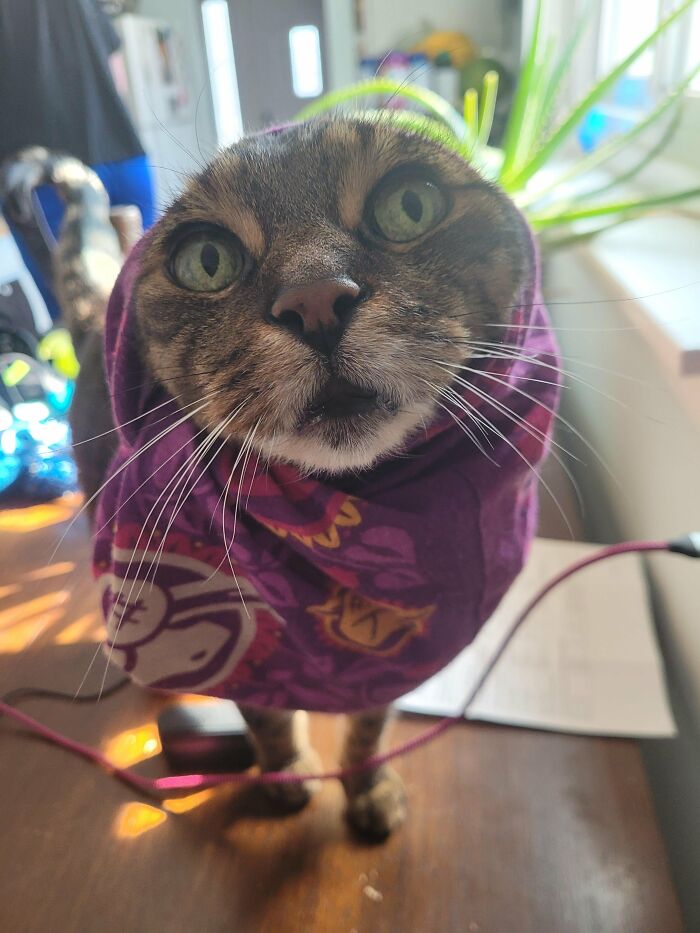 My Boy Wilbur Looks Great In Purple!