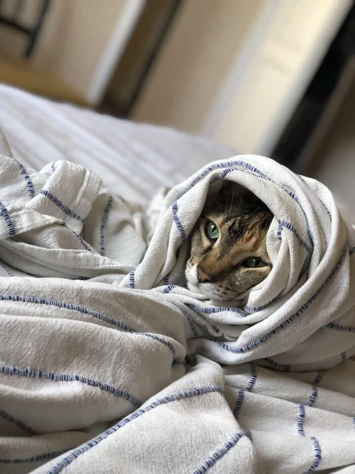 My Babushkat Pepper