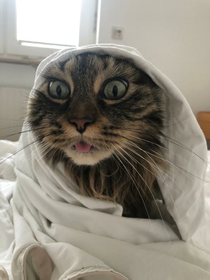 Maja Is A Good Looking Cat. Most Of The Time. But Sometimes The Derp Is Too Strong