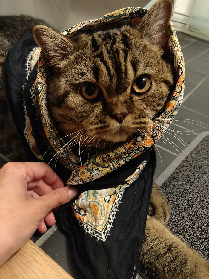 My Babushkitty Čábbi
