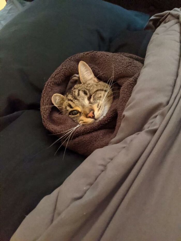 Ze Boy Does Not Vant To Get Out Of Ze Bed Today