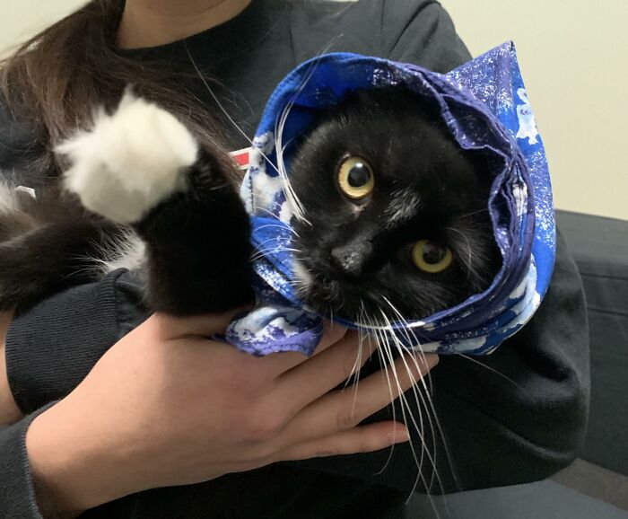 Babushkitten