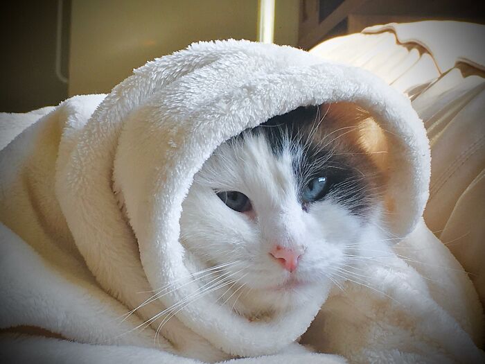 My Little Babushkat