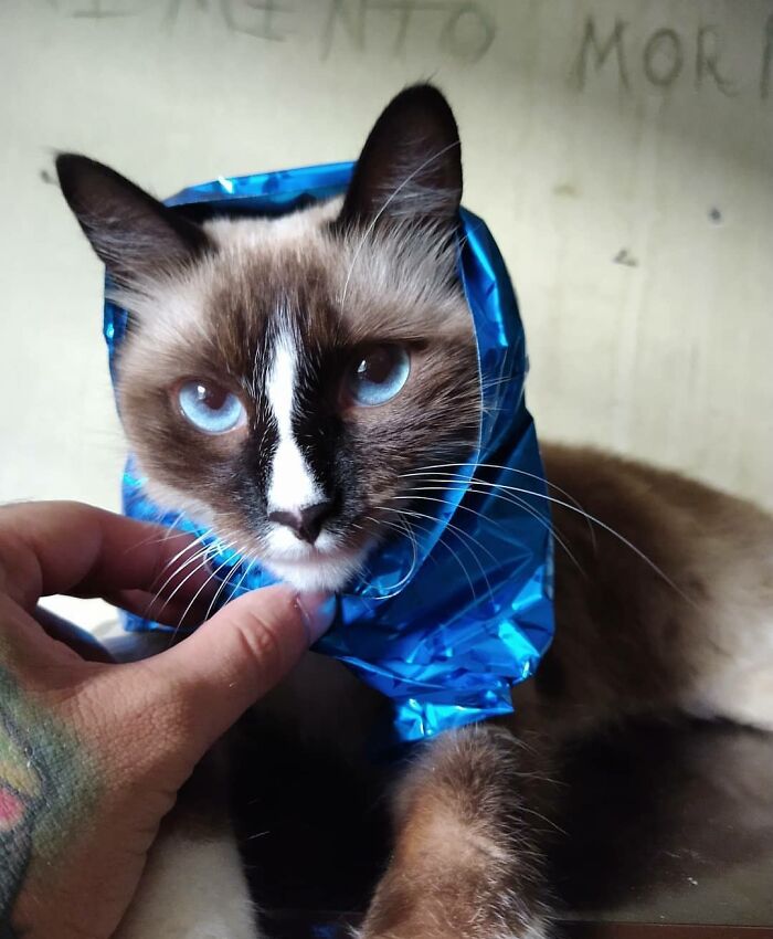 All The Confidence Of My Friend's Cat