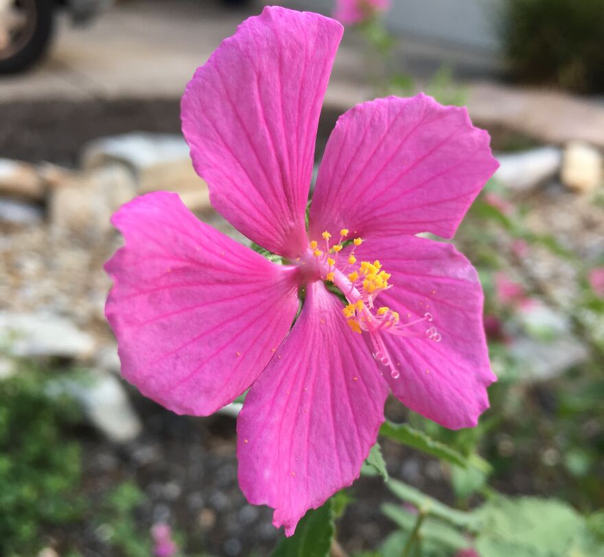 Wildlife Photography Wildlife Photography