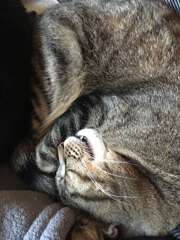 Ms.ruth Taking A Snooze.