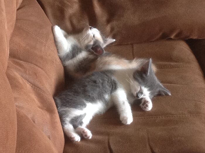 Merlin With Sister Smokie. My Beautiful Boy, Run Over Before His 2nd Birthday. Would Have Been 4 This April