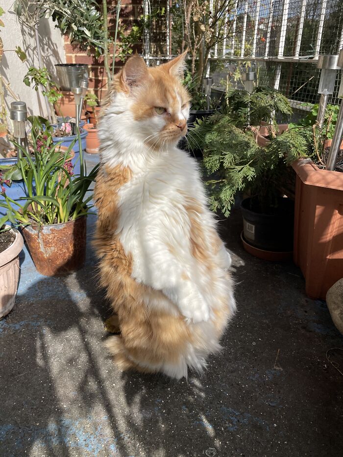 Luciano Doing His Meerkat Impression. He Does This Whenever Somebody Walks Past Outside.
