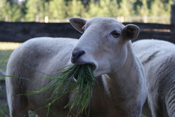 My Sheep Vedis Having Breakfast