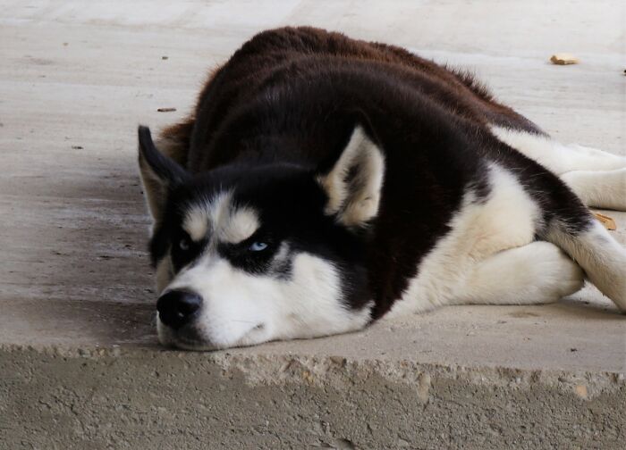 "Hayley Husky Sleepy Eyes"