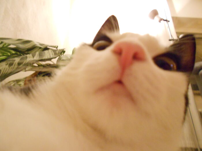 Does This Angle Make My Nose Look Big?