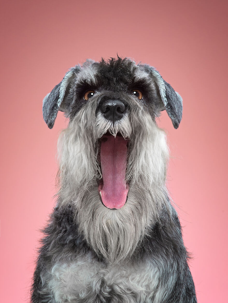 Reya, The Miniature Schnauzer, And Her Way Of Screaming