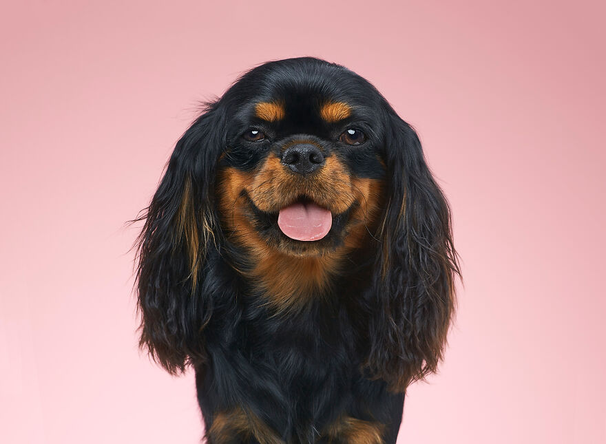 A Sneaky Smile From Bella, The Cavalier King Charles Spaniel