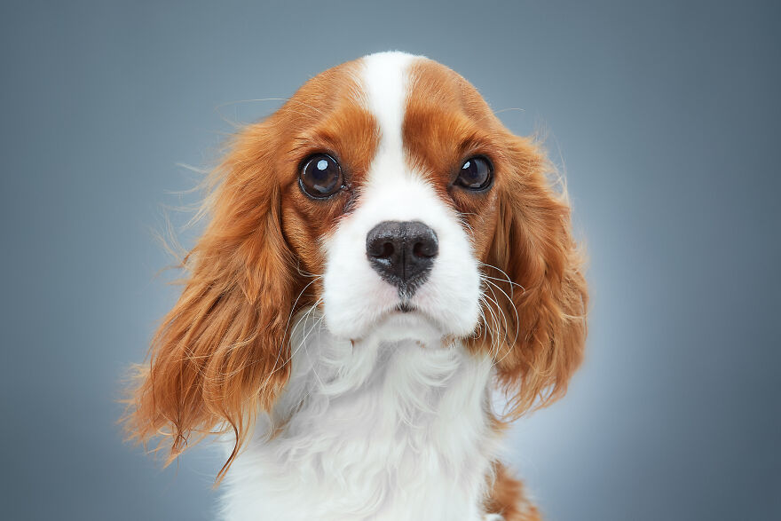 Distrustful Bella, Cavalier King Charles Spaniel