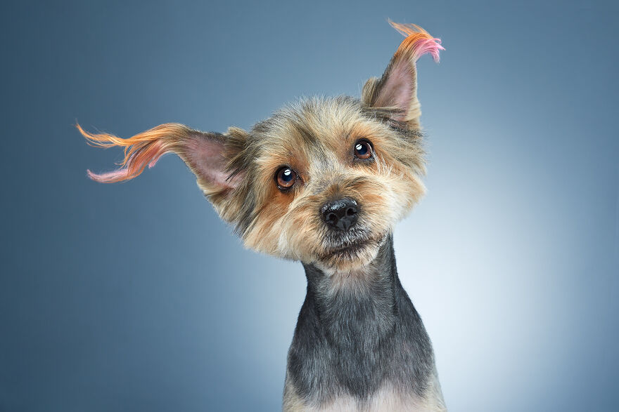Nicely Shaved Lelya, The Yorkshire Terrier