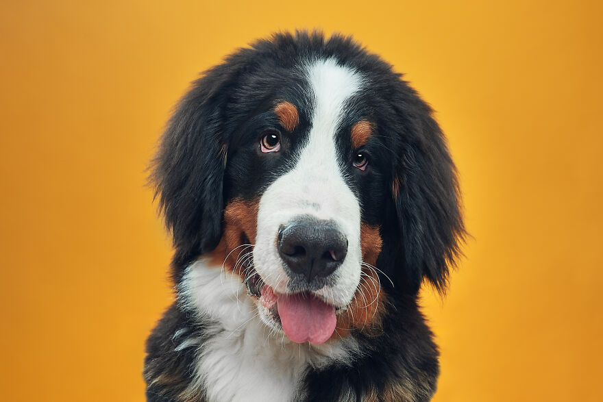 Cheesy Smile From Teddy, The Bernese Mountain Dog Puppy