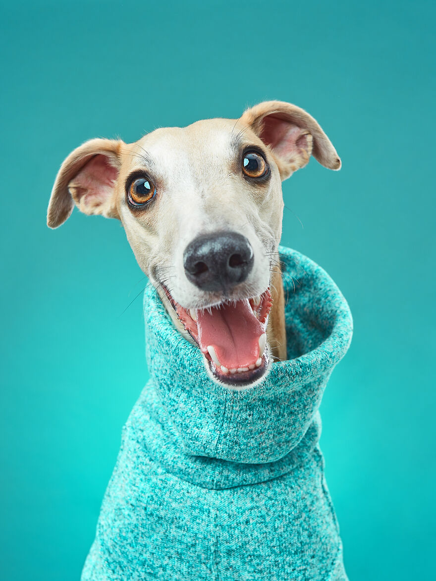 Larry The Whippet Is Happy Enough!