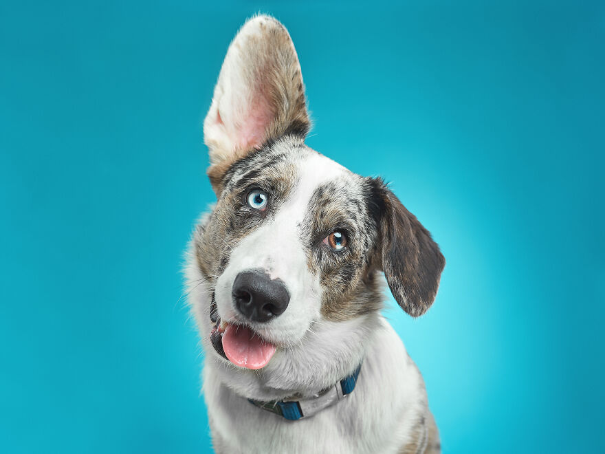 A Beauty Look From Sam, The Welsh Corgi