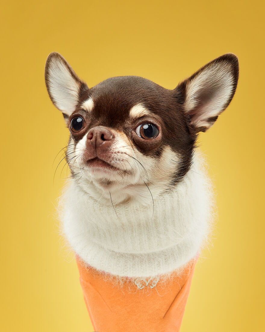 Tati, The Ice Cream Cone Dog. Sorry, Chihuahua