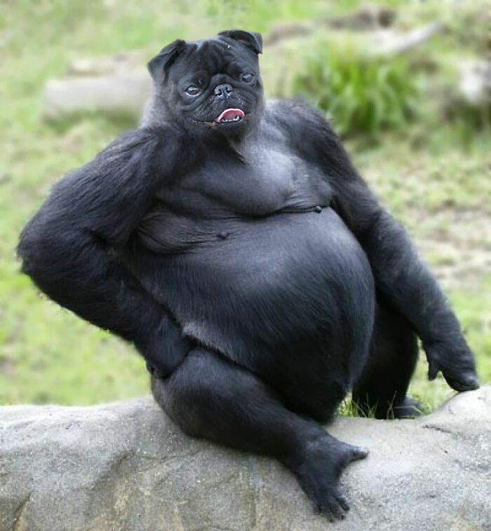 Pugorilla