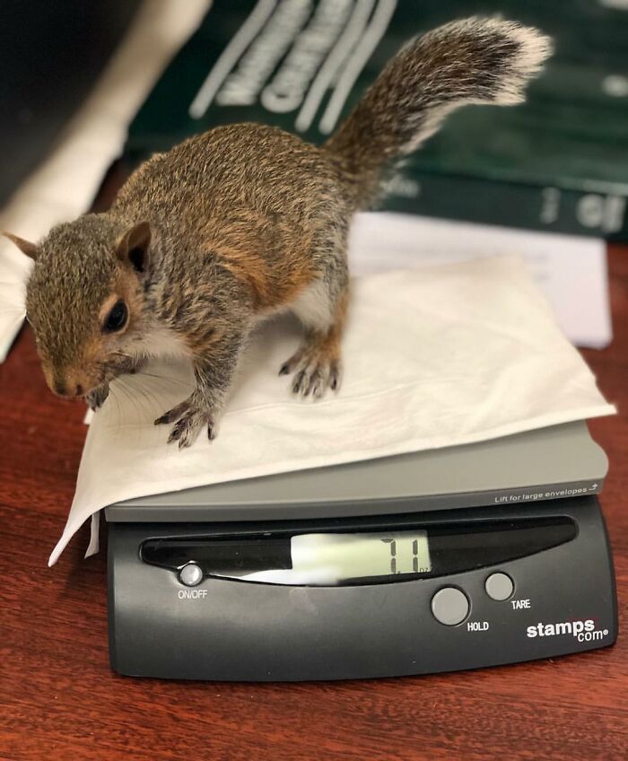 Woman Finds A Baby Squirrel On The Sidewalk And Gives Him A Second Chance At Life; Two Years Later, He Still Visits Her Garden Woman Finds A Baby Squirrel On The Sidewalk And Gives Him A Second Chance At Life; Two Years Later, He Still Visits Her Garden