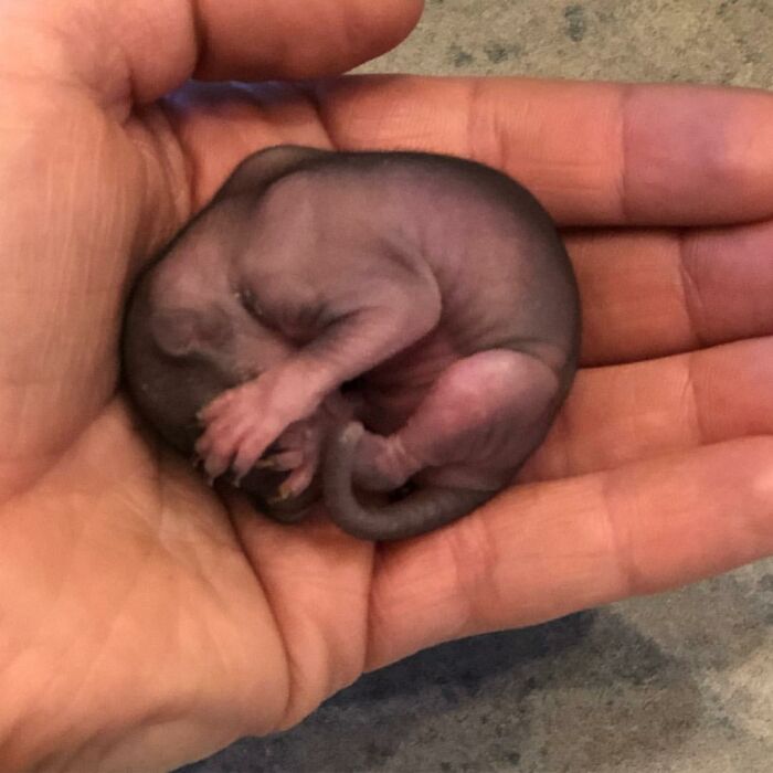 Woman Finds A Baby Squirrel On The Sidewalk And Gives Him A Second Chance At Life; Two Years Later, He Still Visits Her Garden Woman Finds A Baby Squirrel On The Sidewalk And Gives Him A Second Chance At Life; Two Years Later, He Still Visits Her Garden