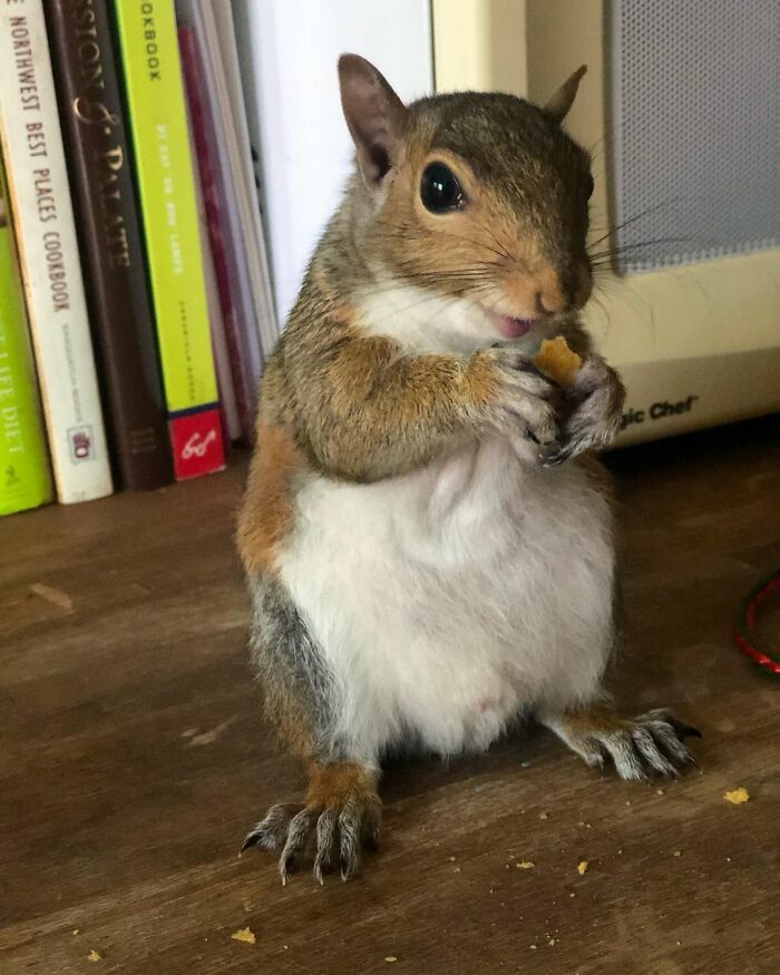 Woman Finds A Baby Squirrel On The Sidewalk And Gives Him A Second Chance At Life; Two Years Later, He Still Visits Her Garden Woman Finds A Baby Squirrel On The Sidewalk And Gives Him A Second Chance At Life; Two Years Later, He Still Visits Her Garden