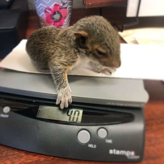 Woman Finds A Baby Squirrel On The Sidewalk And Gives Him A Second Chance At Life; Two Years Later, He Still Visits Her Garden Woman Finds A Baby Squirrel On The Sidewalk And Gives Him A Second Chance At Life; Two Years Later, He Still Visits Her Garden