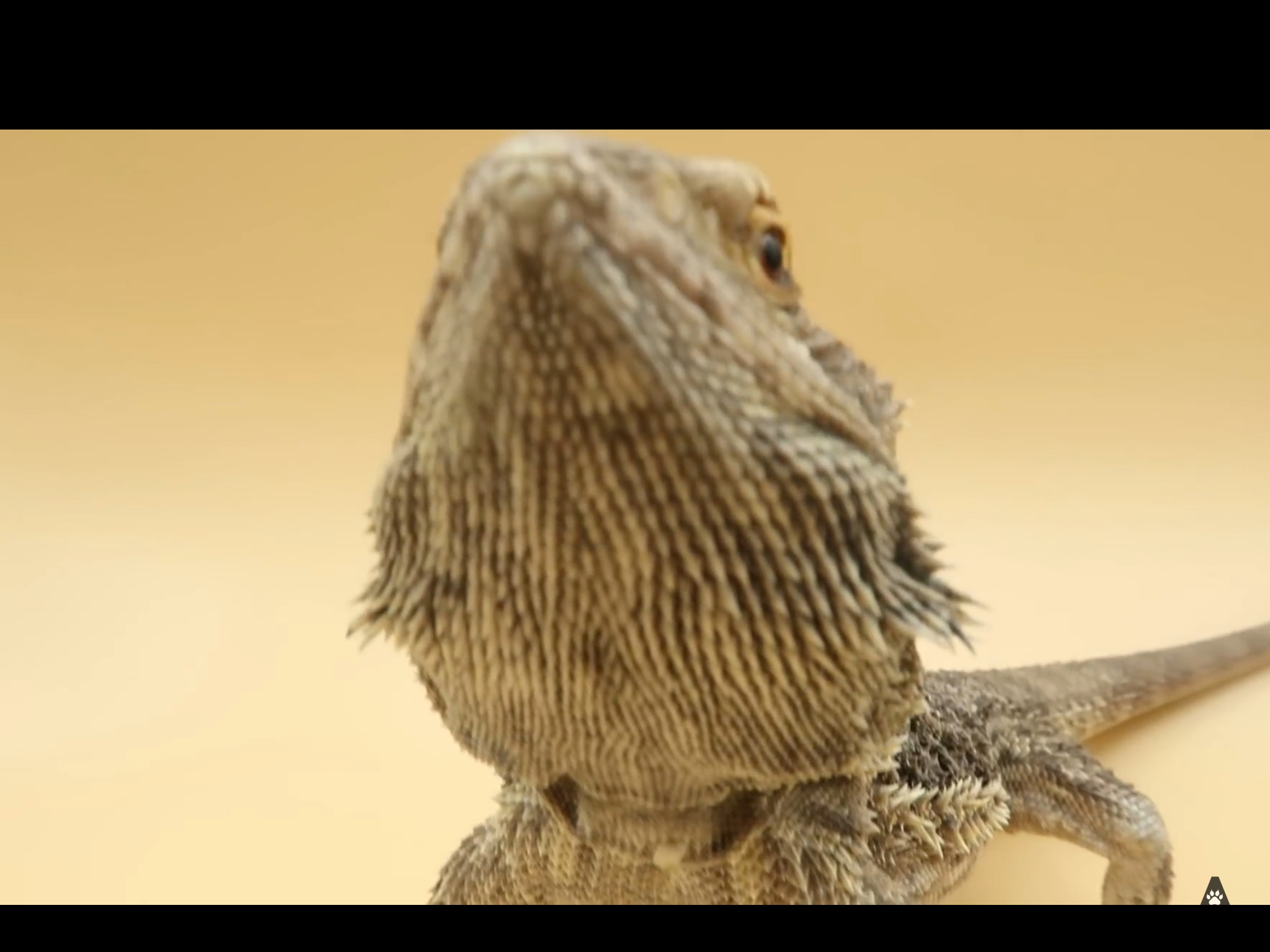Draw A Bearded Dragon