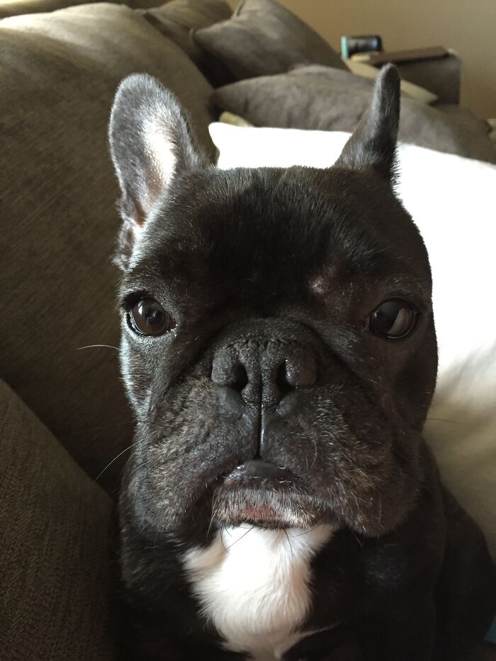 My Dog After Hearing The Crinkle Of My Cheese Rapper..