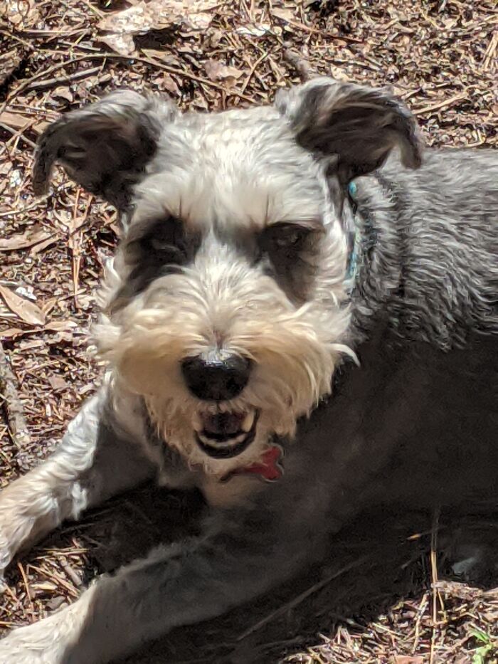 My Tripod Rescue Sprocket