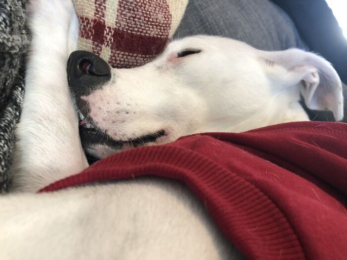 Take My Dog Sleeping Like An Idiot