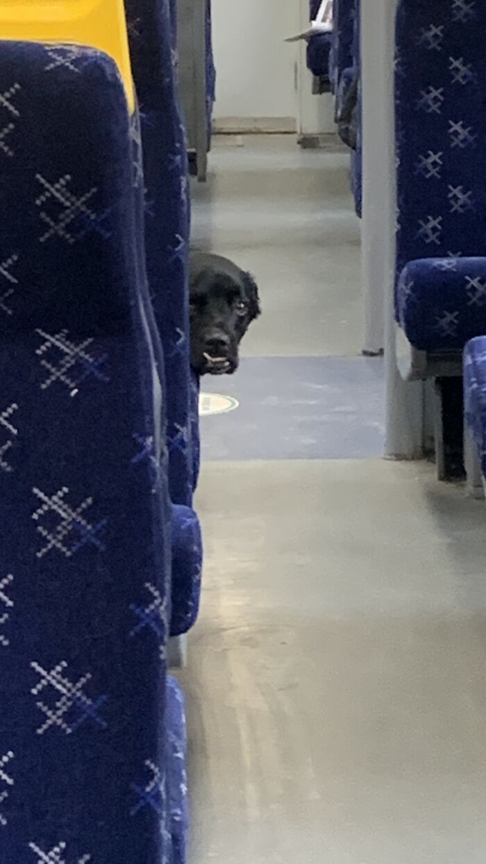 Dog On Train