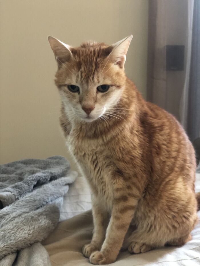 I’m Disappointed In U Hooman