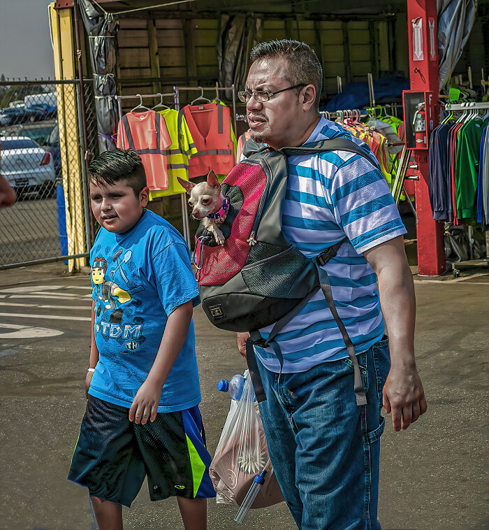 Chico Was Glad To Be Back In His Comfort Zone After Biting Mrs. Winkledorf's Shoe Laces At The Local Flea Market