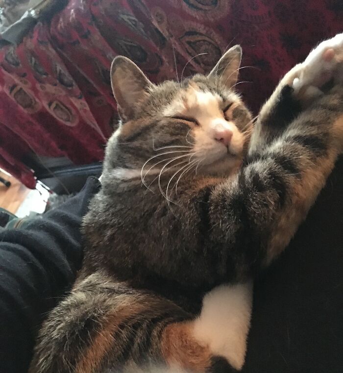 This Is Eleven, My Semi-Wild Occasional Lap Cat