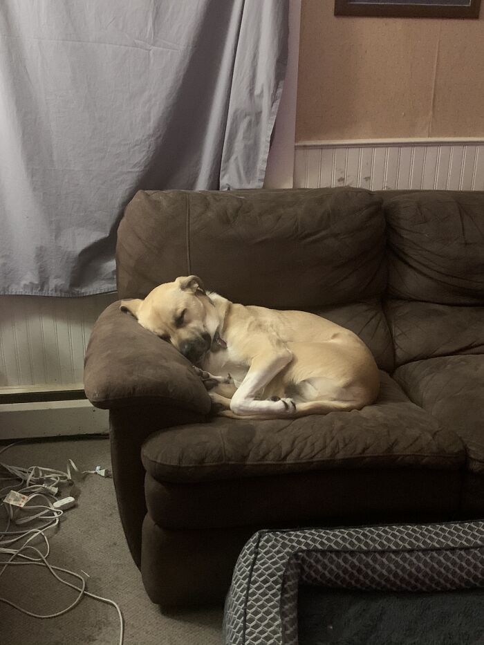 Sasha All Curled Up After A Long Day